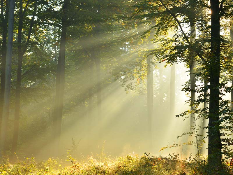 Bomen, plant en waterval